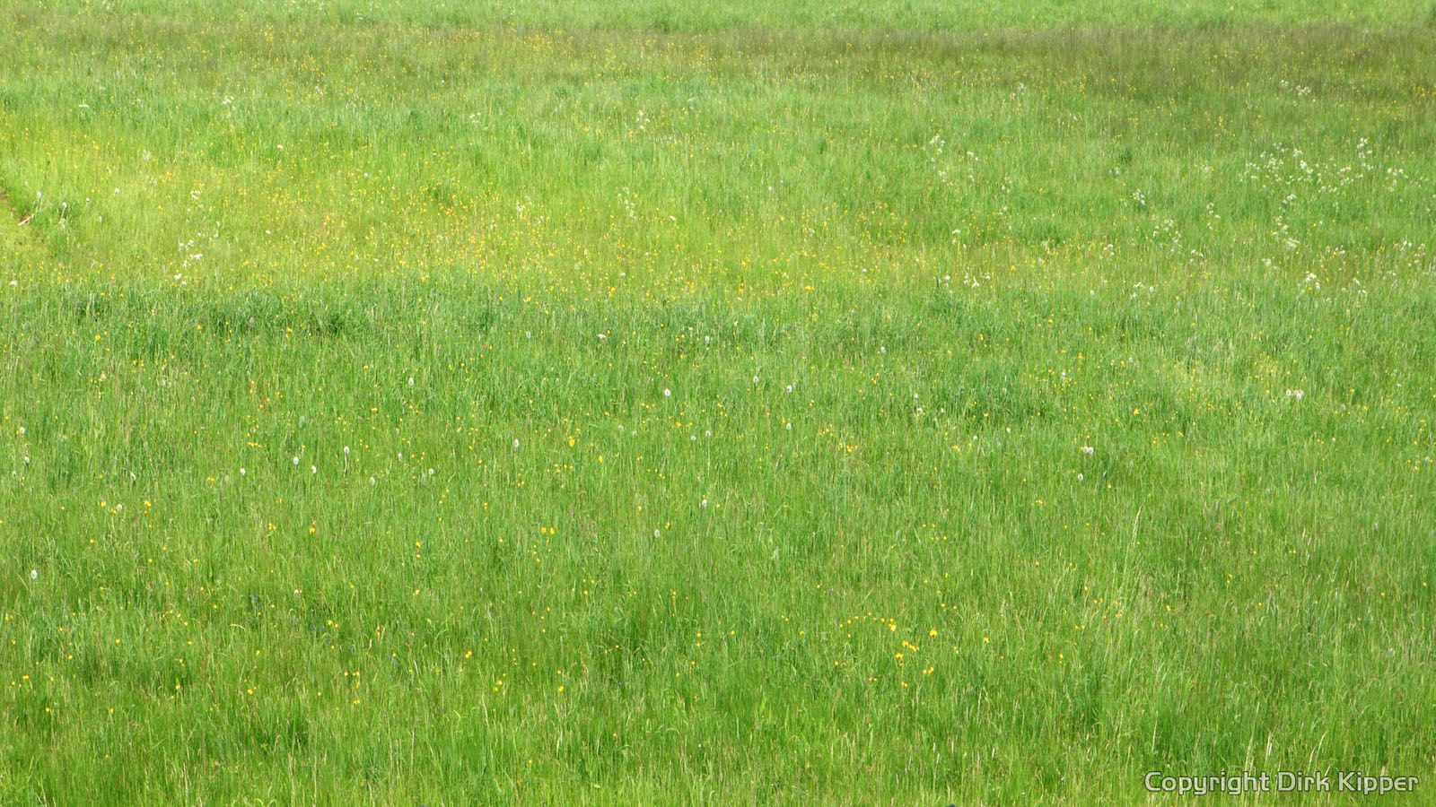 Greens in front of my house 3 (Coypright by Dirk Kipper).jpg Greens in front of my house 3 (Coypright by Dirk Kipper).jpg