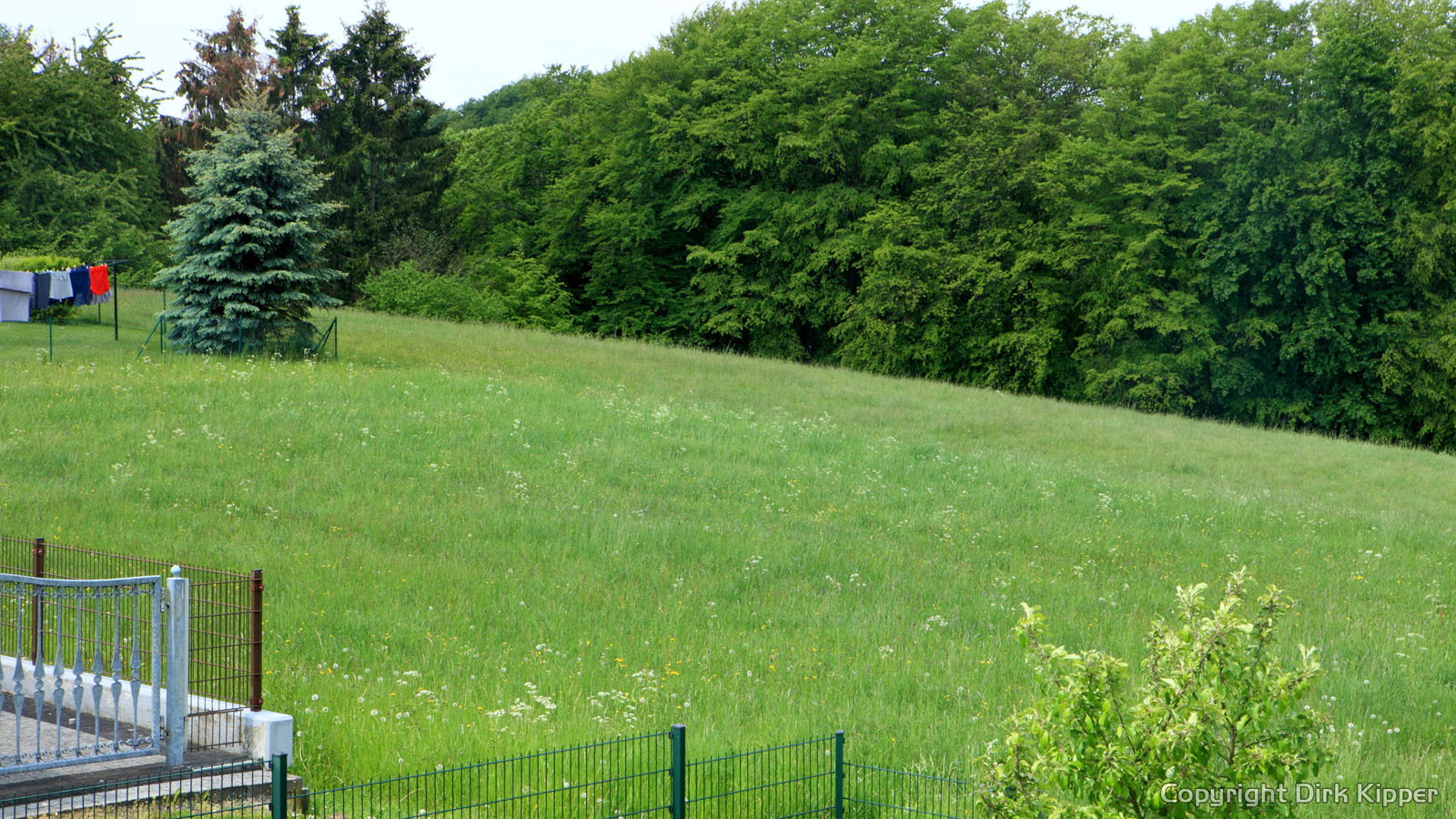 Greens in front of my house 2 (Coypright by Dirk Kipper).jpg Greens in front of my house 2 (Coypright by Dirk Kipper).jpg