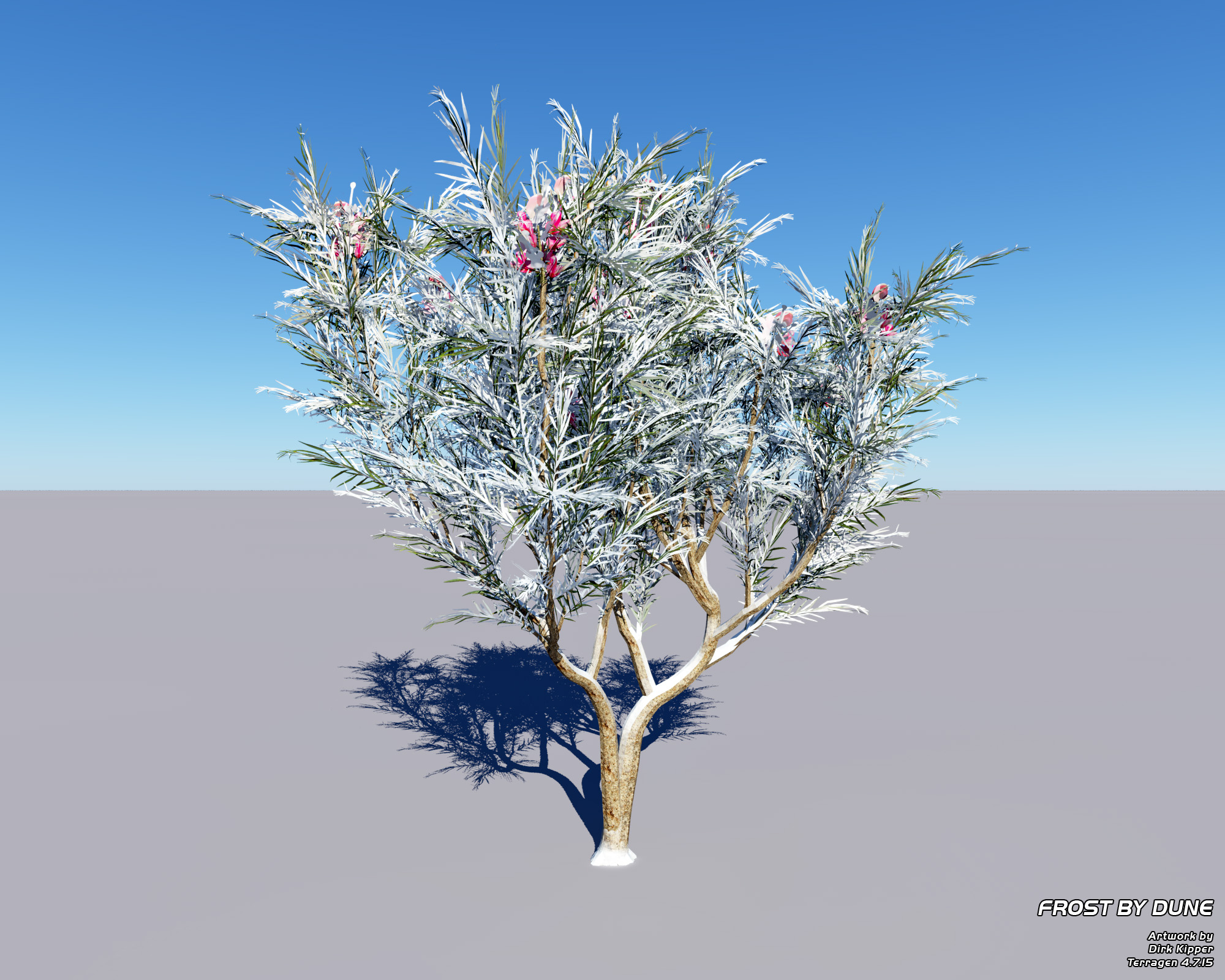 Colour Variations in Vegetation (Grevillea Rosmarinifolia) - Frost by Dune.jpg