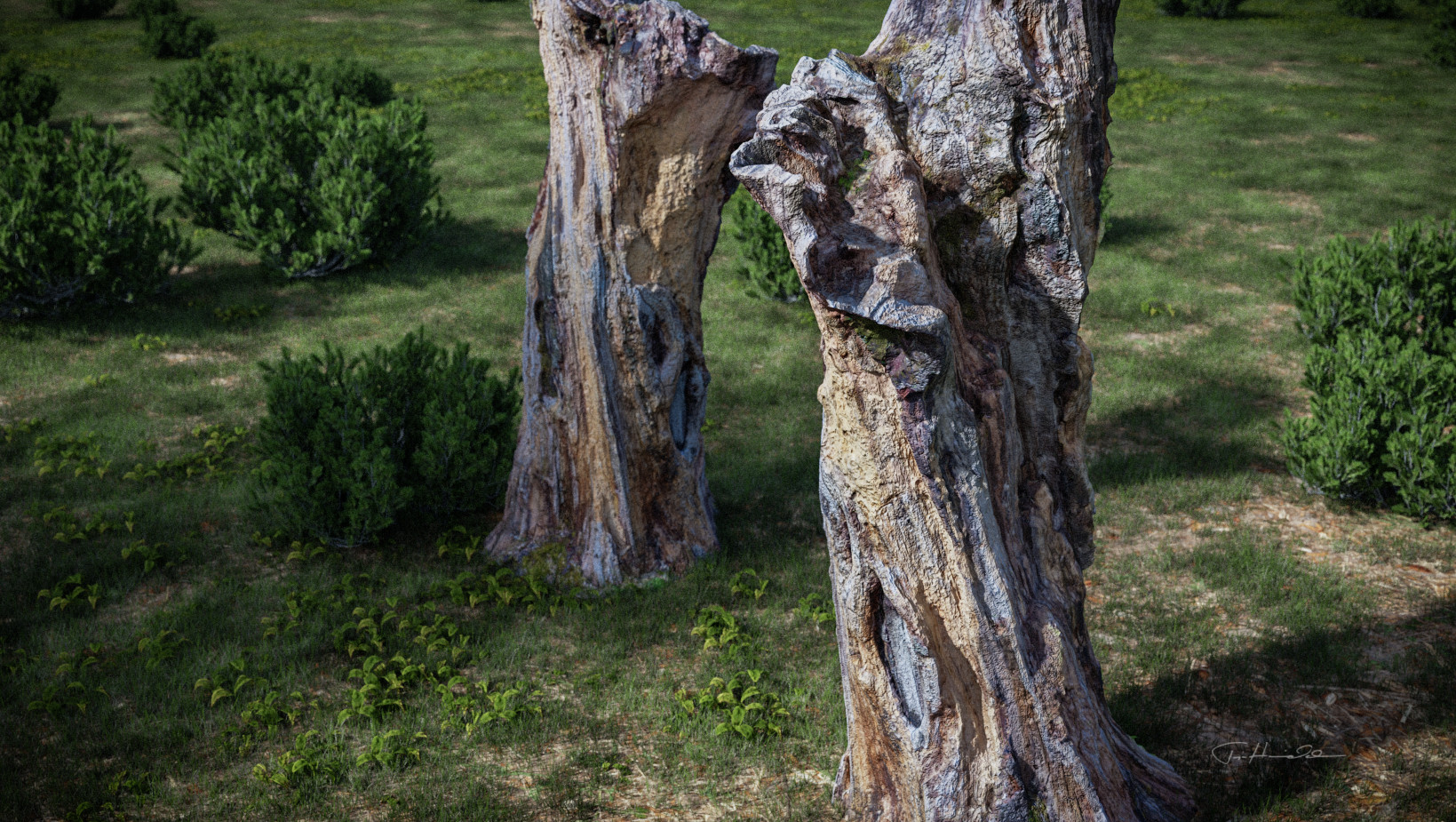 Tree stump - 01c.jpg