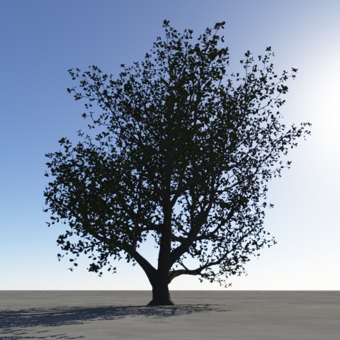 Oak without translucency.jpg