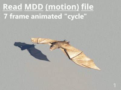 Motion Designer file of animated flap cycle applied to 3D bat object.