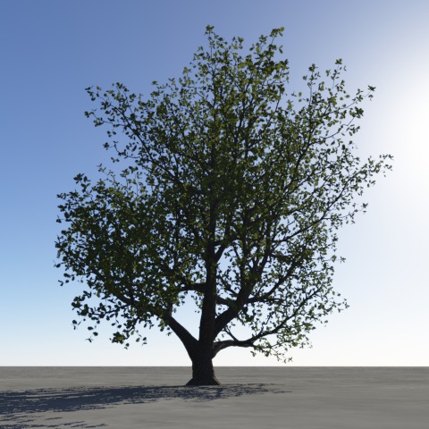 Oak with translucency.jpg